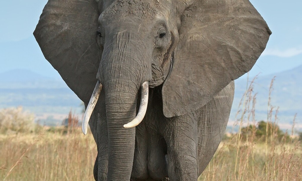 Jumbo journey concludes as Permai finds new home at Monarto Safari Park give a blog post