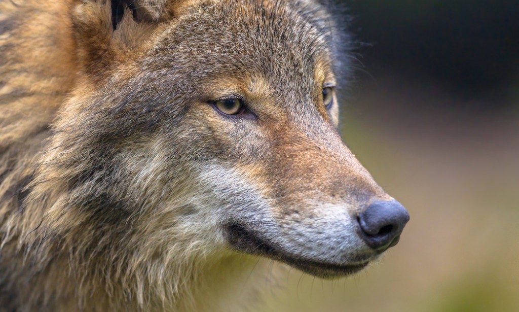 A quarter of the Netherlands’ known wolves have vanished