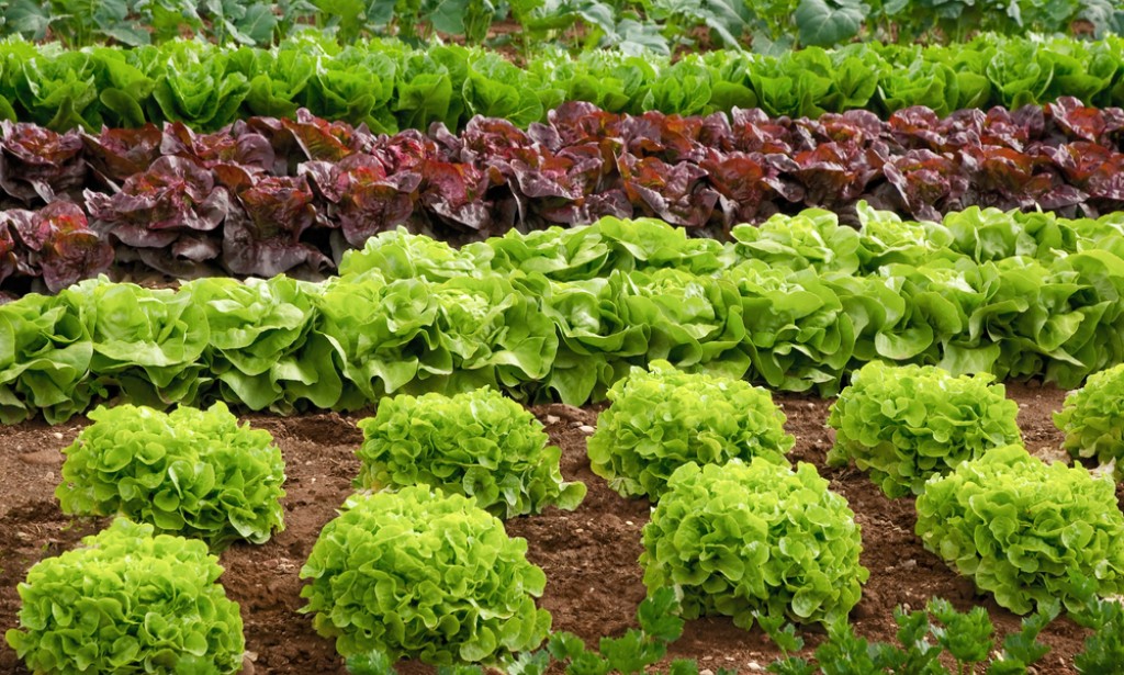 Citrus fruit, lettuce and strawberries top new pesticide ranking