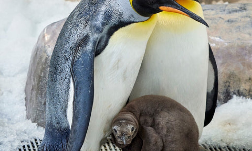 Pesto the penguin slims down for first birthday