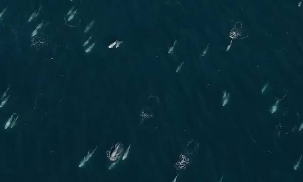 Rare ‘super pod’ of dolphins spotted frolicking off Carmel coast: Watch ‘incredible experience’