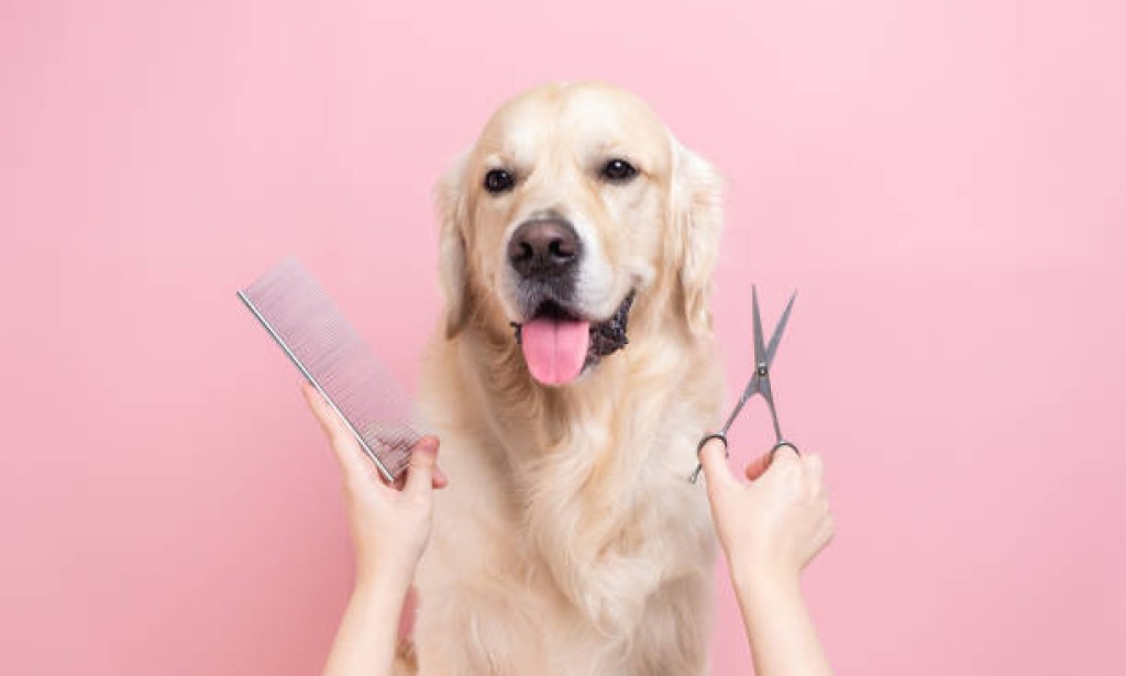 Dog Groomer/Assistant Groomer